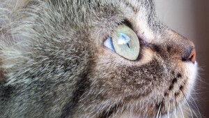 Gato