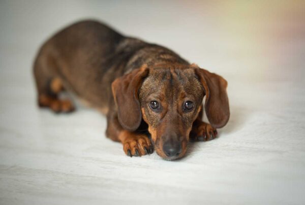 Mejores razas de perros para tener en un piso